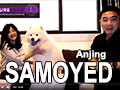 Tips Perawatan Pemeliharaan Anjing Samoyed