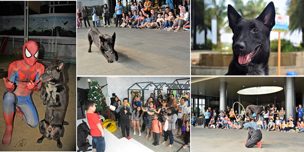 Pejantan Malinois 400 Juta Logan 