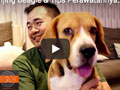 Mengenal Anjing Beagle & Tips Perawatannya