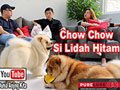 Chow Chow Si Anjing Berlidah Hitam Yang Setia