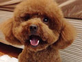 Pejantan Red Toy Poodle 