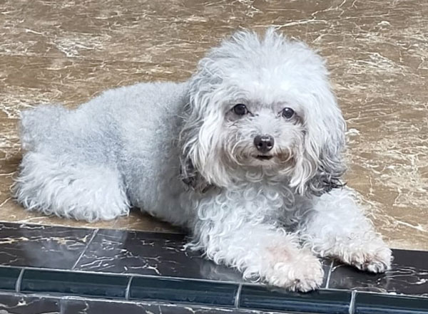 Pejantan Silver Poodle : Bad Boy