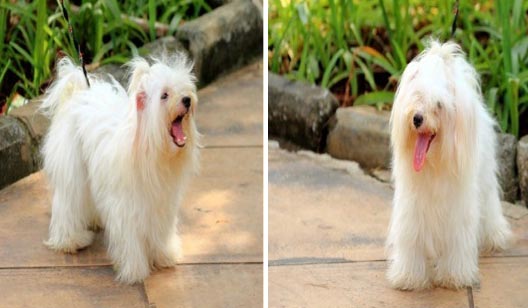 Eloy Von Asterix n Obelix