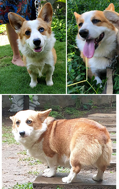 Pejantan Corgi Mata Flip Flop : Gerry Von MSC