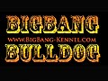 Big Bang English Bulldog Kenel