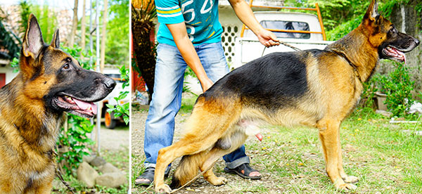 Pejantan Herder : Kenzo Von Vacabond