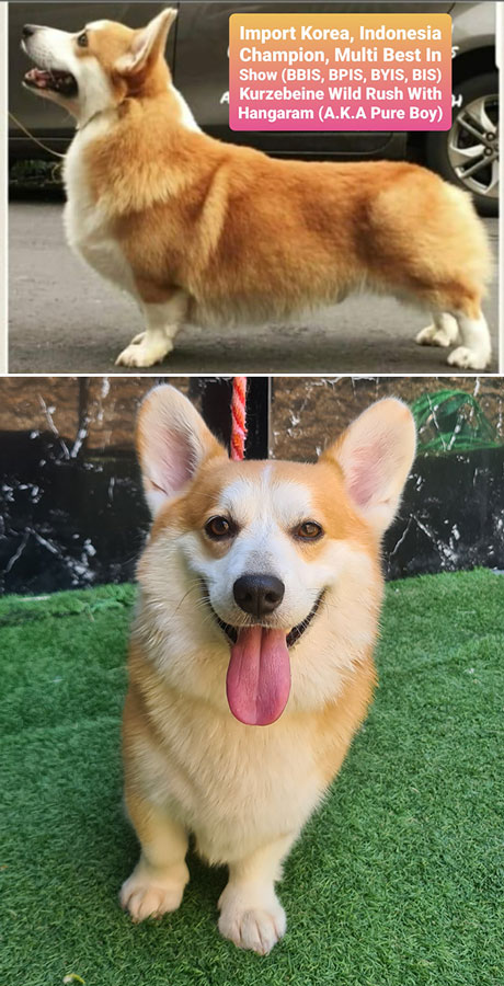Pejantan Corgi Import : Ch.Kurzebeine Avengers Wild Rush