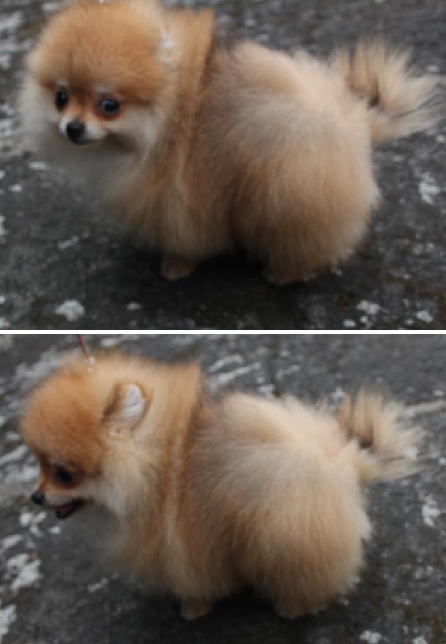 Carlo Von Golden Star