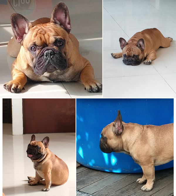 Pejantan French Bulldog : Magnificent Magic Ragnar