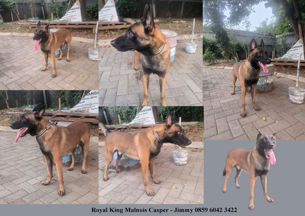 Pejantan Malinois : Royal King Malinois Casper