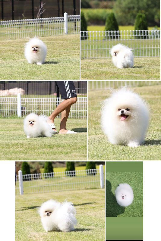 Pejantan Pom : Teddy Of Winter Blossom (Korea)