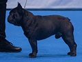 Pejantan French Bulldog : CH. Cane Guardiano Ikaros