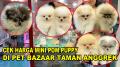 Cek Harga Mini Pom Di Pet Bazaar
