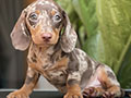Puppy Male Female Dapple Dachshund