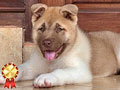 Jual Puppy American Akita Jantan Quality Sangat Bagus