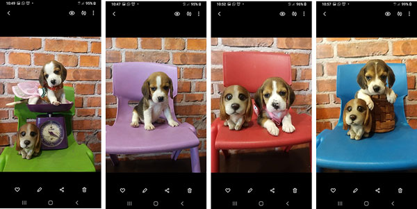 Jual Anak Anjing Beagle