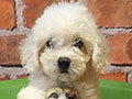 Jual Anak Anjing Poodle Putih