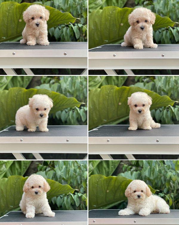 Puppies Teacup & Tiny Male Fawn Toy Poodle