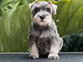 For Sale Puppies Male Miniature Schnauzer