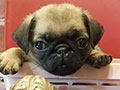 Jual Pug Fawn Super Murah
