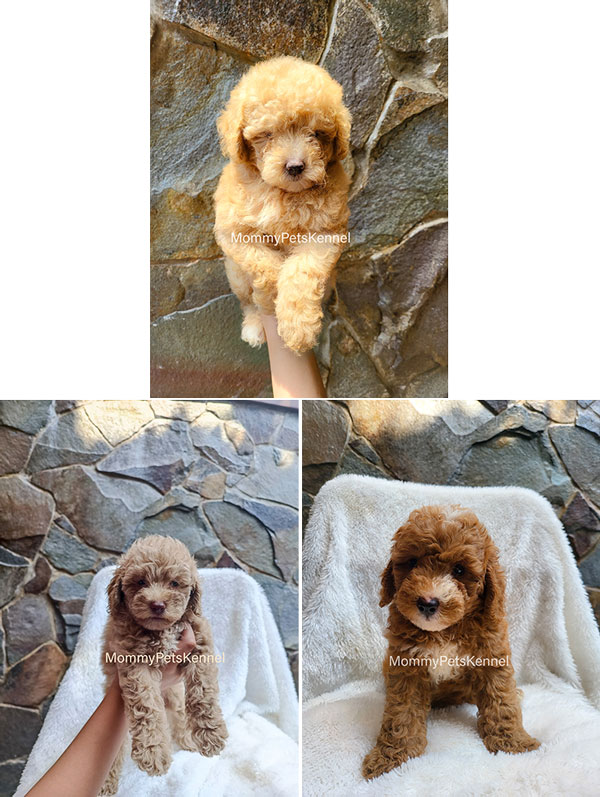 Jual Poodle Berkualitas Termurah