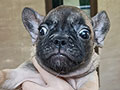 For Sale Female French Bulldog