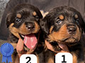 Puppy Rottweiler Anakan Import Serbia