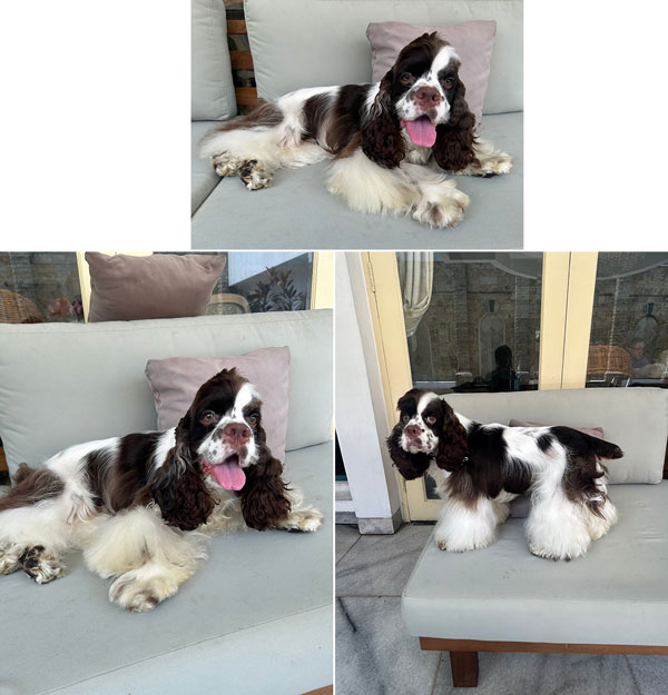 Dijual American Cocker Spaniel Kualitas Show