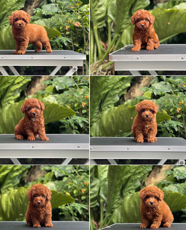 For Sale Puppies Tiny Female Fawn Toy Poodle