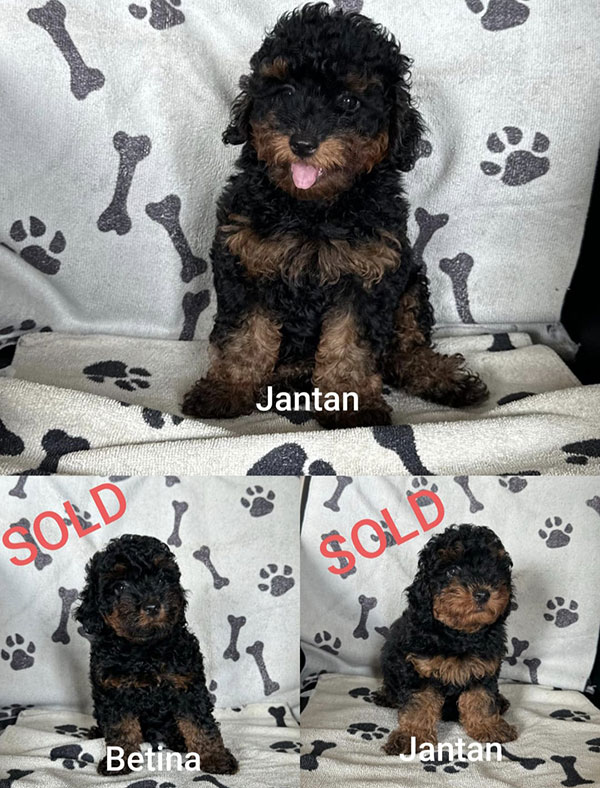 Super Awesome Phantom Poodle Black & Tan