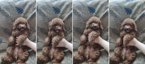 Super Red Toy Poodle Male Puppy