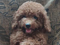 Super Red Toy Poodle Male Puppy