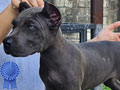 Quality Cane Corso Female Puppies Available