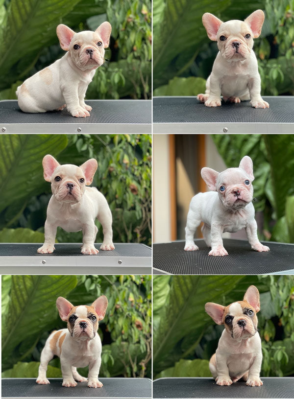 For Sale Puppies Male Female White French Bulldog