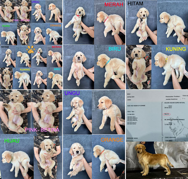 Dijual 8 Ekor Puppies Golden Retriever