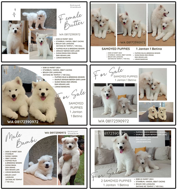 Jual 2 Ekor Anakan Samoyed