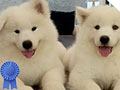 Jual 2 Ekor Anakan Samoyed