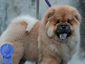 Chow Chow Puppy Dog Show Quality