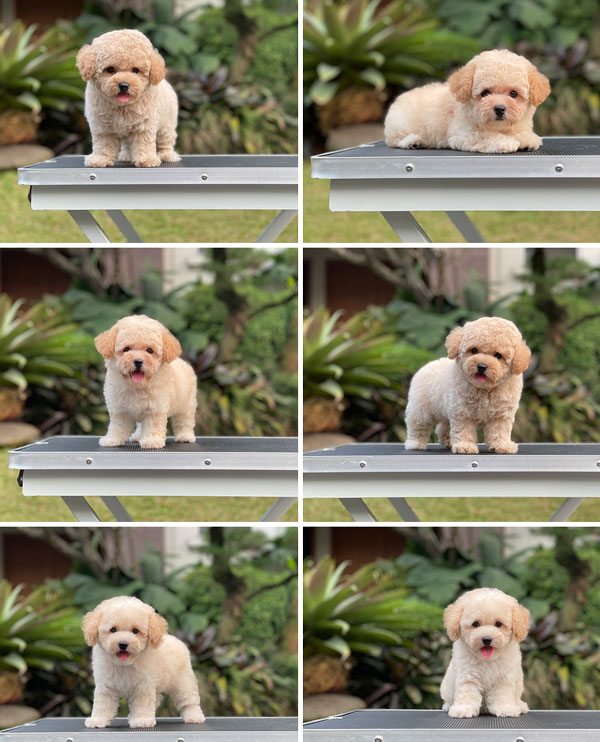 For Sale Puppies Tiny Female Fawn Apricot Toy Poodle