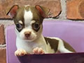 Jual Tea Cup Chihuahua 