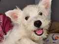 Dijual West Highland Terrier (Westie)