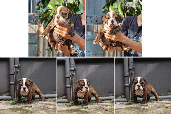 For Sale English Bulldog Male Puppy