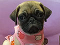 Jual Pug Puppy