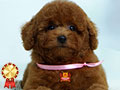 Jual 4 Baby Super Red Toy Poodle Super Cute