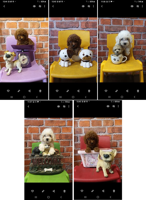 Jual Poodle
