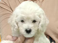 Sale Poodle Puppies