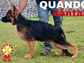 Jual 4 Ekor Anakan Herder Jantan & Betina Long Hair