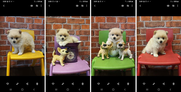 Jual Mini Pomeranian