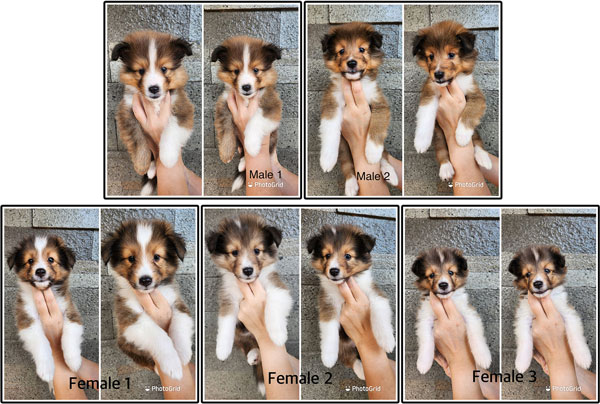 For Sale Beautiful Sheltie