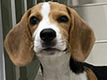 Jual Beagle Puppy